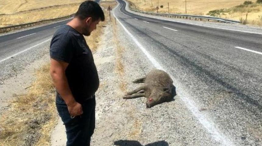 Silvan'da Karayoluna &Ccedil;ıkan Domuza Otomobil &Ccedil;arptı