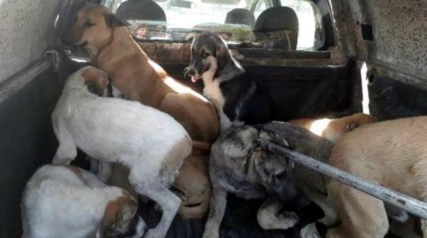 Silvan'da Başıboş Sokak K&ouml;pekleri Toplatılıyor