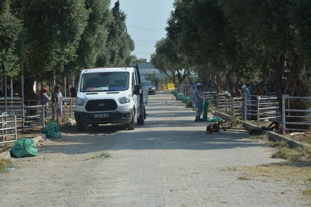 Kurban Bayramı Öncesi Söke’de Hayvan Pazarı Temizlendi