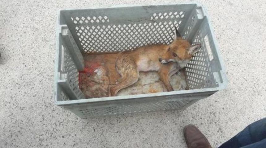 Ayakları Kırılan Tilkiyi Itfaiye Kurtardı