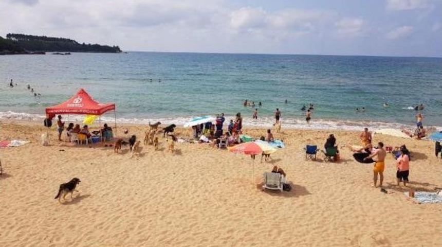 Köpekler Plaja Indi