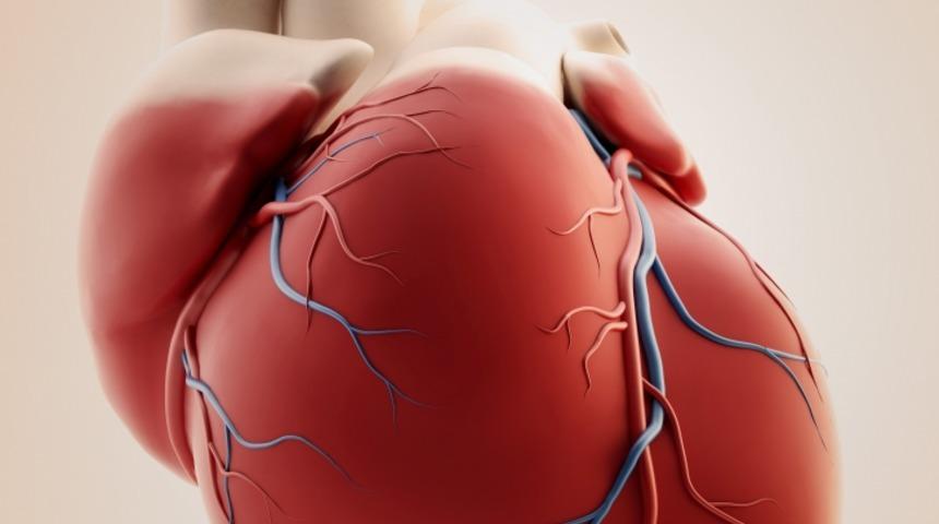 Hangi Organ Ka&ccedil; Yaşında Yaşlanmaya Başlıyor?