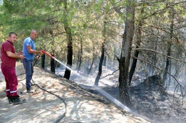 Tekirdağ'da 50 Dönüm Orman Yandı