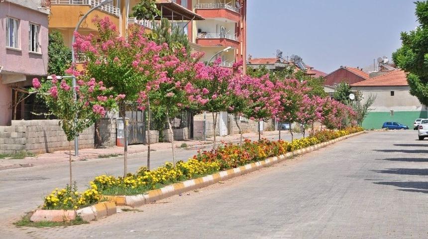 G&ouml;lbaşı İl&ccedil;esi Oya Ağa&ccedil;larıyla Daha G&uuml;zel G&ouml;r&uuml;n&uuml;yor