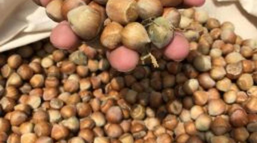 Kaymaz: &ldquo;fındıkta Ağırlığımız Azalıyor&rdquo;