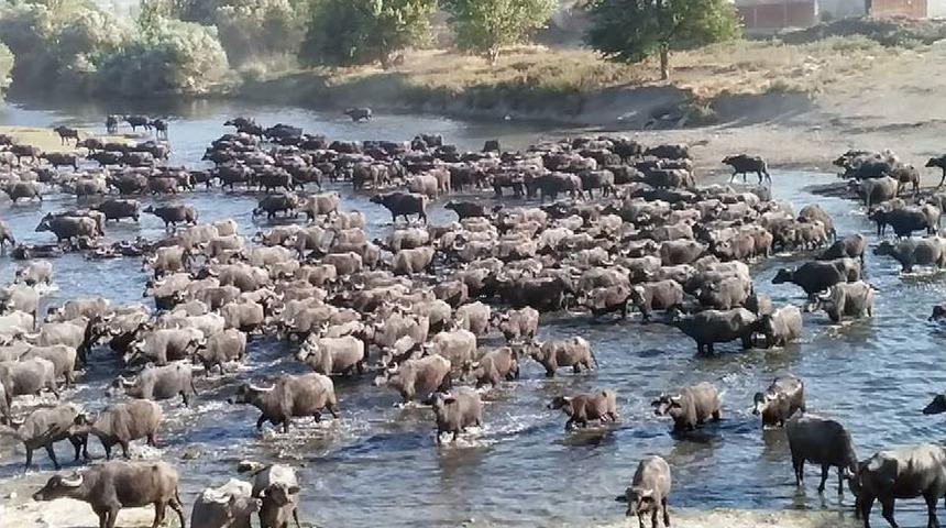 Bakan Eroğlu Talimat Verdi, Köyün İsminden Dolayı Köylüye Manda Dağıtılacak