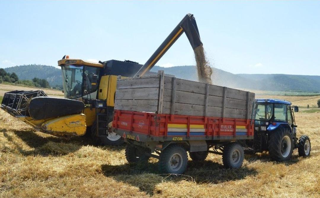 Buğdayın Atası &lsquo;siyez&rsquo;in Hasadı Devam Ediyor