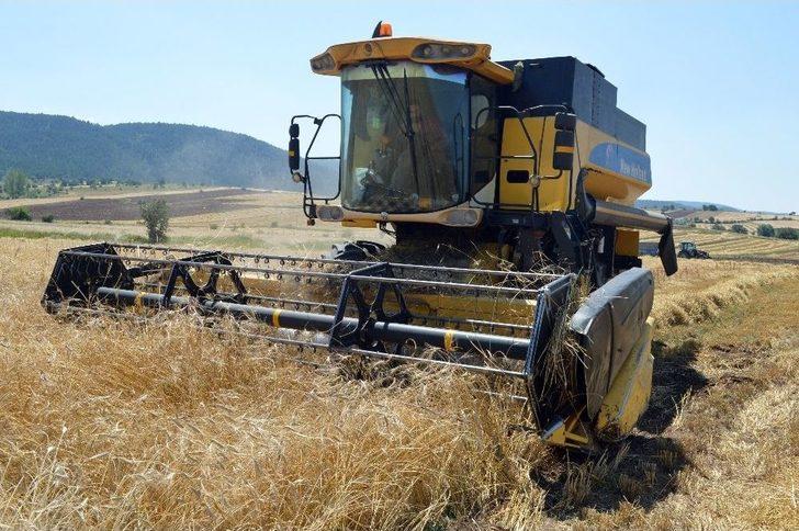 Buğdayın Atası ‘siyez’in Hasadı Devam Ediyor G1