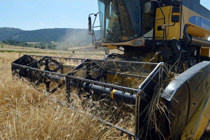 Buğdayın Atası ‘siyez’in Hasadı Devam Ediyor G2