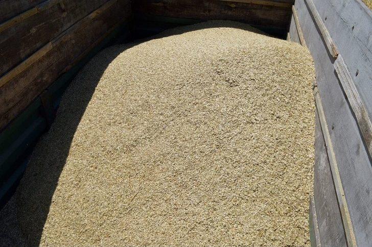 Buğdayın Atası ‘siyez’in Hasadı Devam Ediyor G4