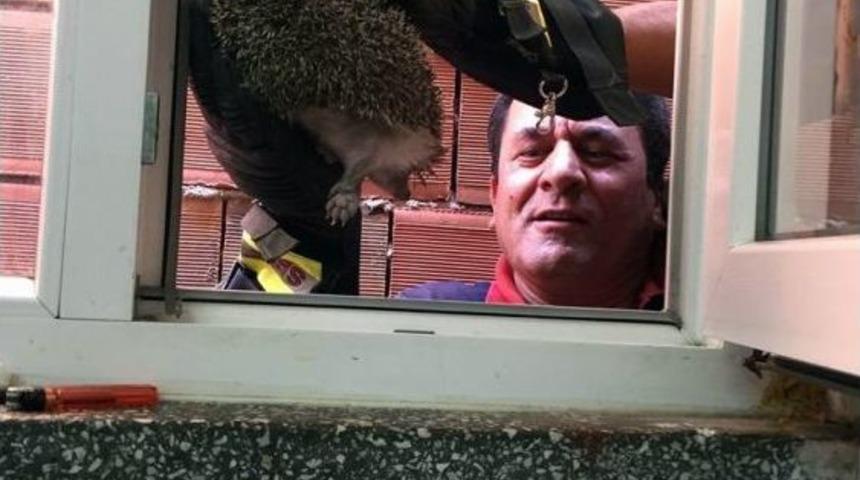 Sıkışan Kirpiyi İtfaiye Kurtardı