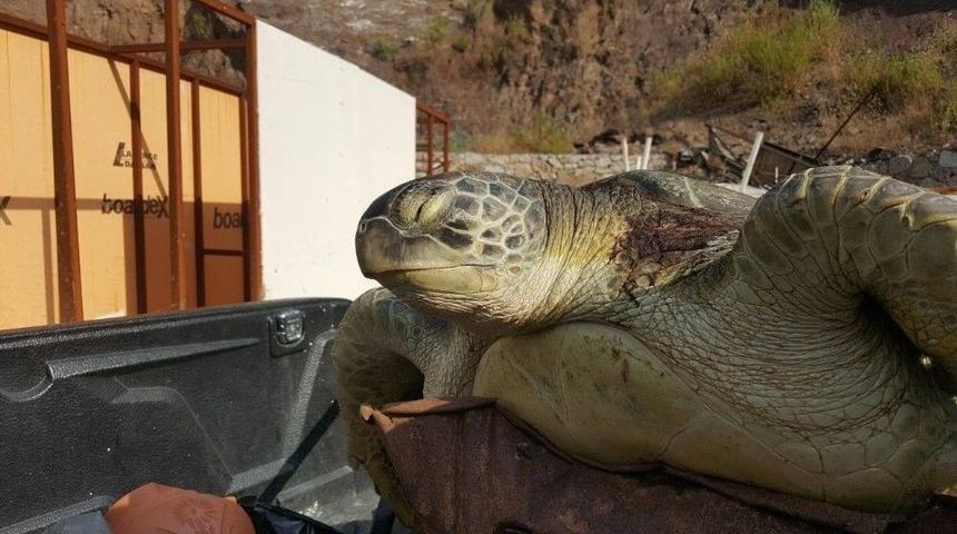 Marmaris’te Karaya Ölü Caretta Caretta Vurdu