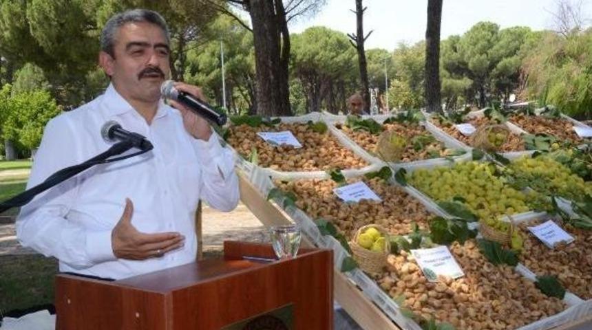 Nazilli'de Sezonun Ilk Kuru Inciri 200 Tl'den Satıldı