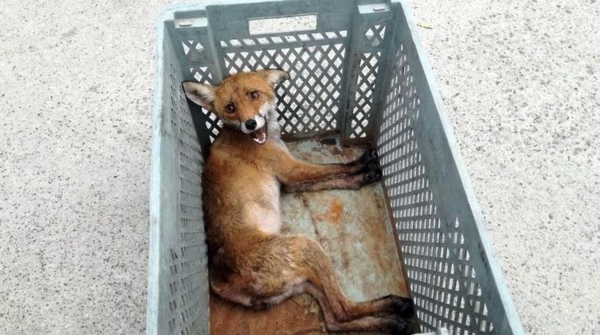 Dereye Düşen Yavru Çakalın İmdadına İtfaiye Yetişti