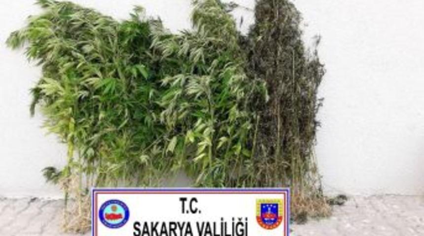 Sakarya’da Bir Haftada 7 Uyuşturucu Operasyonu