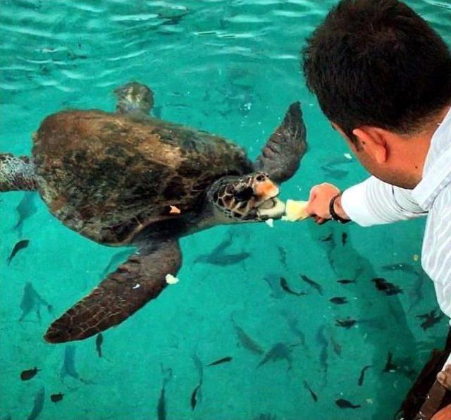 Orak Adası'nda Denize Girenlere Caretta Caretta Saldırısı