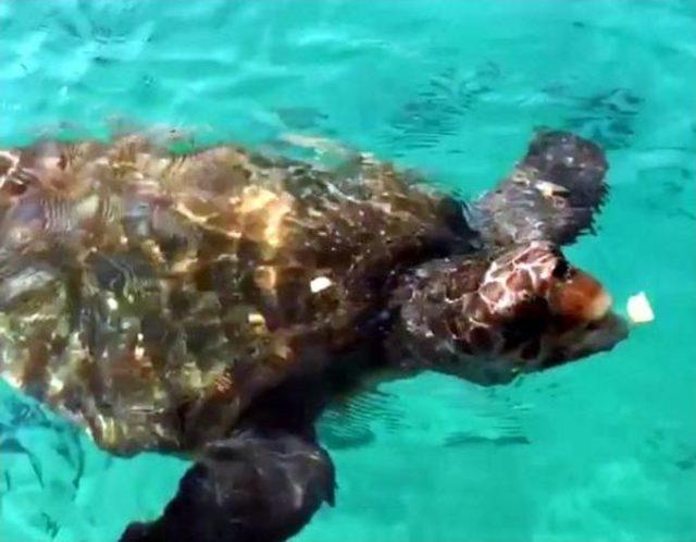 Orak Adası'nda Denize Girenlere Caretta Caretta Saldırısı