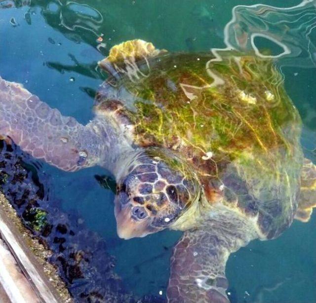 Orak Adası'nda Denize Girenlere Caretta Caretta Saldırısı