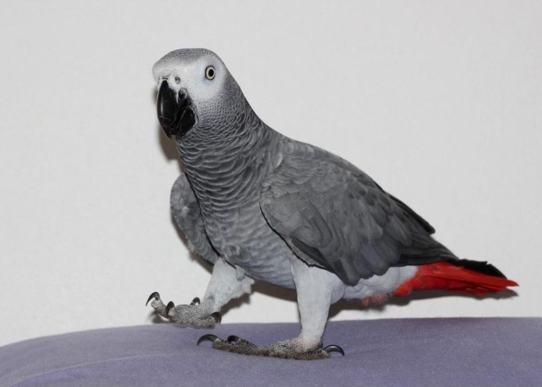 Kelime-i Tevhid S&ouml;yleyen Papağan "allah Bir" Diyor