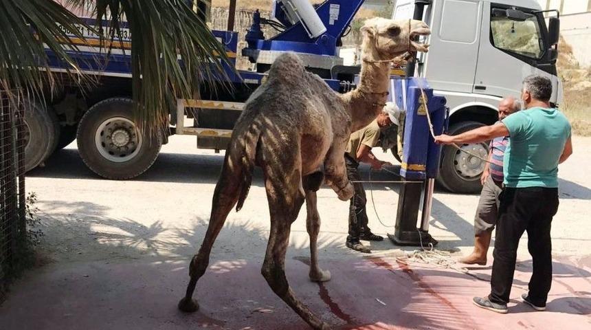 İlk İhracata Deve Kurban Etti