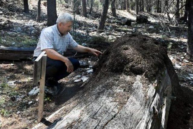 Sedir Ormanlarını Karıncalar Koruyor