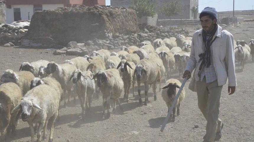 &Ccedil;obanlıktan &Uuml;niversiteye Uzanan Yaşam &Ouml;yk&uuml;s&uuml;