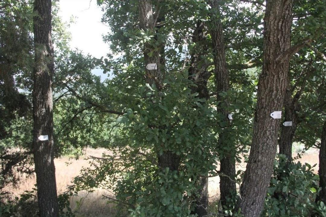 (&ouml;zel Haber) Ağa&ccedil;lar İ&ccedil;in 250 Milyon Dolarlık Proje Revize Edildi