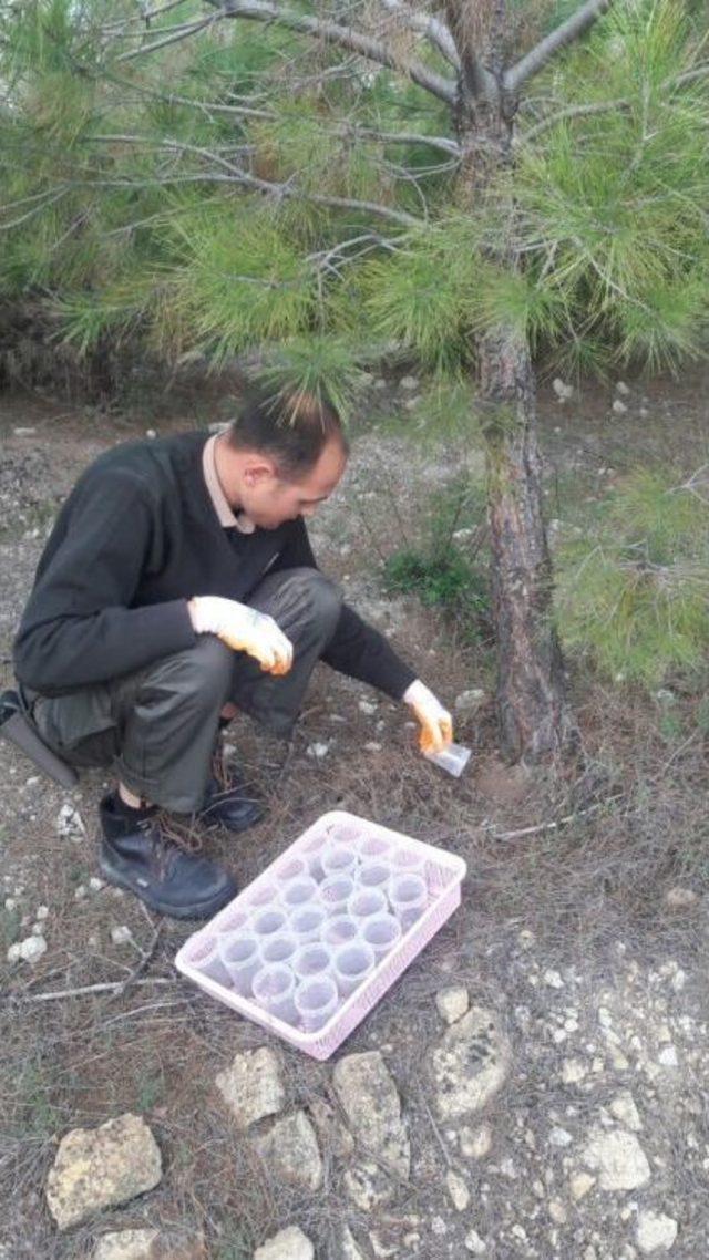 Manisa Ormanlarında Biyolojik Mücadele