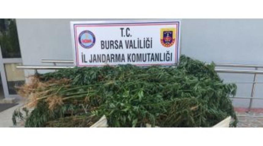 Ormana Uyuşturucu Ektiler