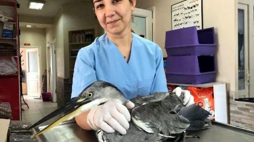 Zonguldak'ta Gri Balık&ccedil;ıl Kuşunun Kırık Kanadına Platin Takıldı