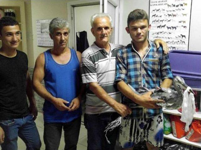 Zonguldak'ta Gri Balıkçıl Kuşunun Kırık Kanadına Platin Takıldı