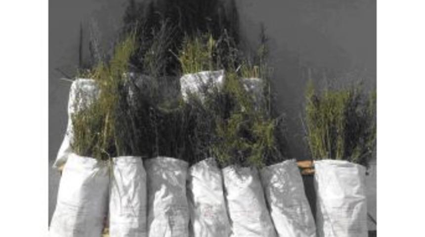 Mısır Tarlasında Uyuşturucu Operasyonu