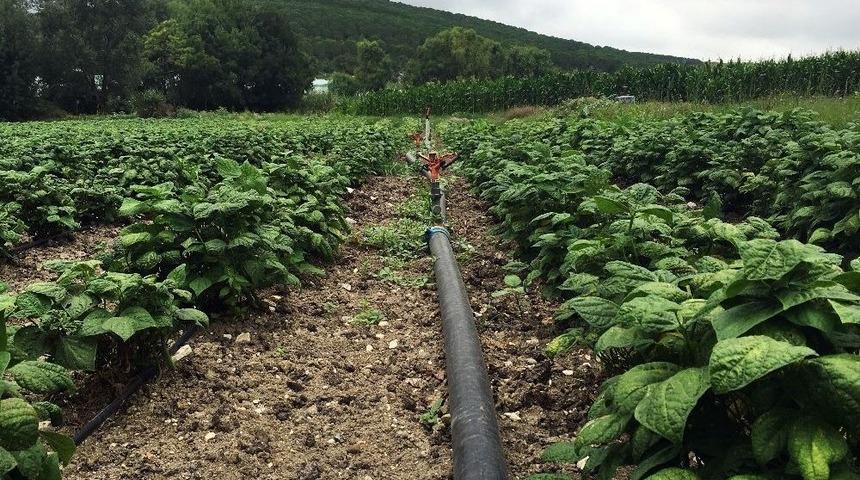İbb Tarımda Modern Teknolojiye Destek Oluyor