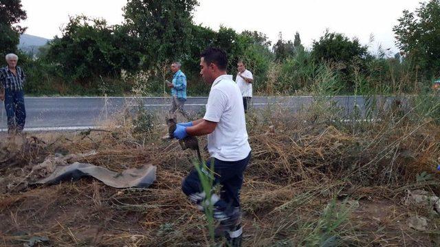 Yaralıları Kurtaran Sağlık Ekipleri Araçtaki Kedi İçin Geri Döndü