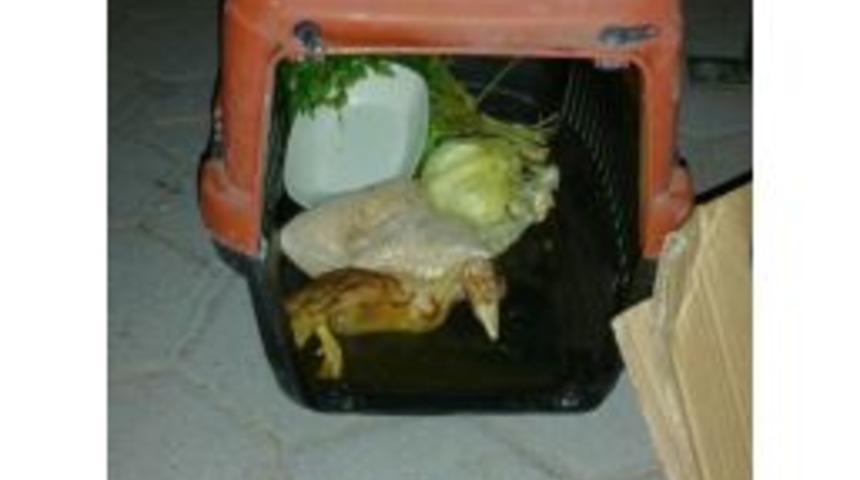 Şaşırtan Fotoğraf