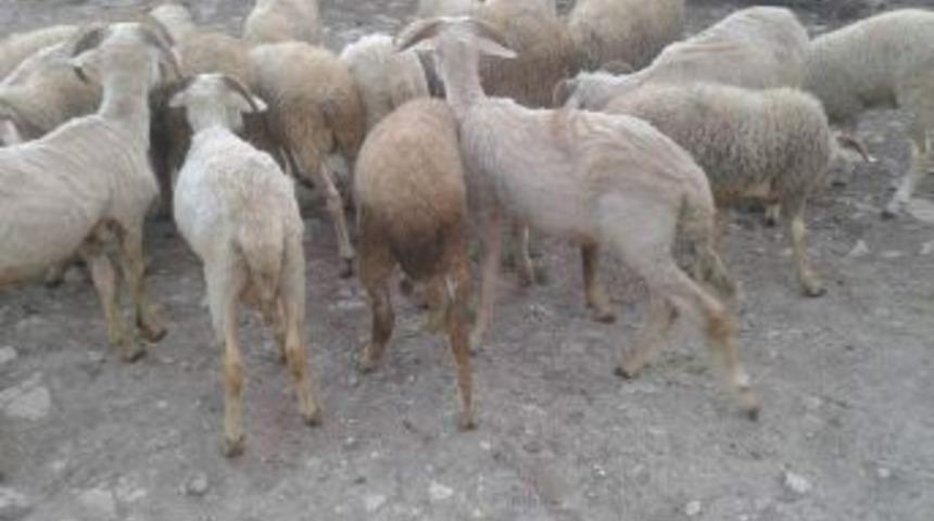 Pazarların G&ouml;zdesi K&uuml;&ccedil;&uuml;kbaş Kurbanlıklar