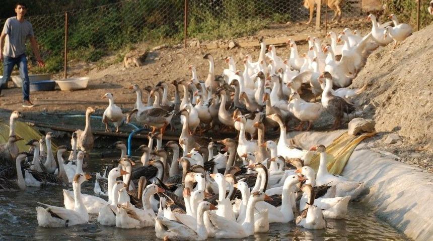 Kazlara Aşırı Sıcak Önlemi