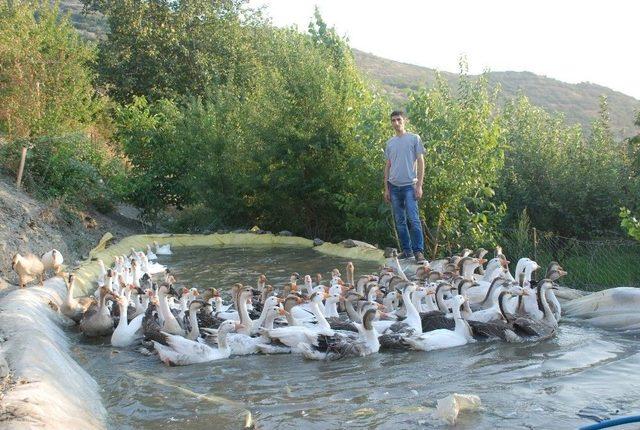 Kazlara Aşırı Sıcak Önlemi