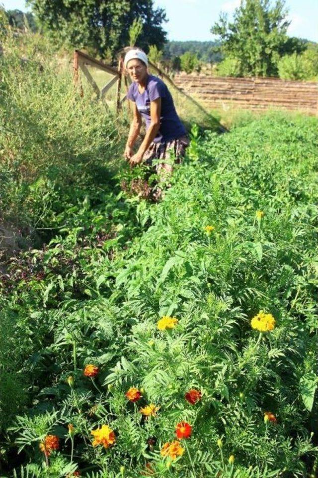 Köylü Kadınlar Gibi Şalvar Giyen Alman, Kazdağları’nda Organik Tohum Üretiyor