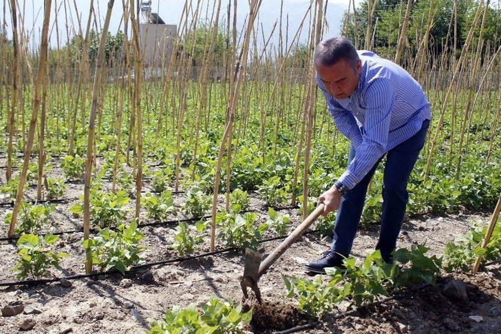 Başkan Böcek, Çandır Fasulyesi Çapaladı G2