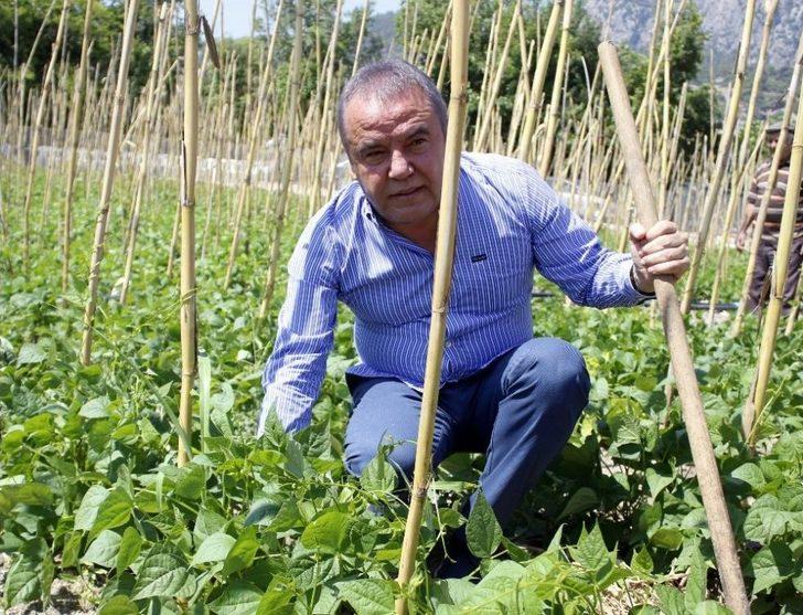 Başkan Böcek, Çandır Fasulyesi Çapaladı G3