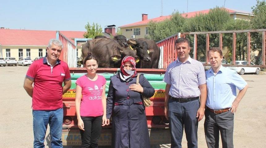 Muşlu Gen&ccedil; &Ccedil;ift&ccedil;ilere Mandaları Dağıtıldı