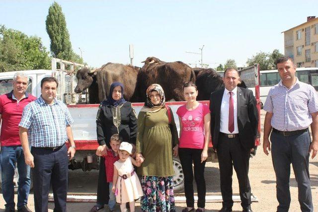 Muşlu Genç Çiftçilere Mandaları Dağıtıldı