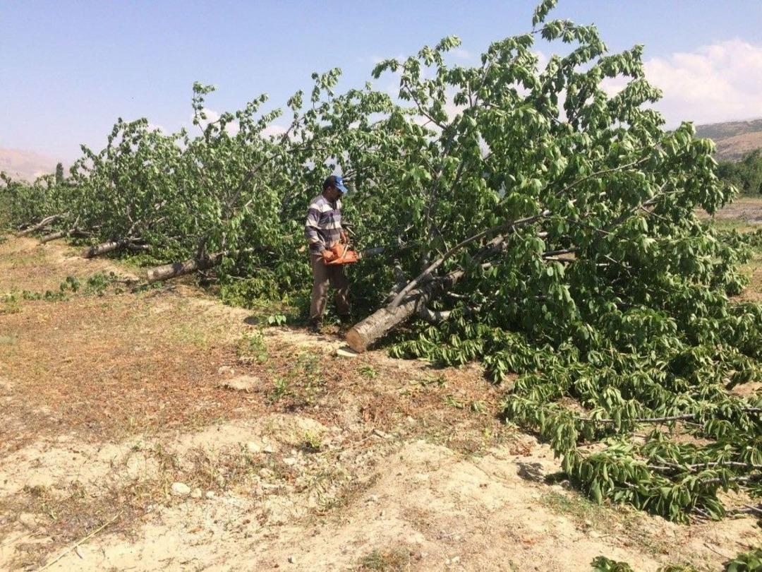 Para Etmeyen Beyaz Kiraz Ağa&ccedil;larını Kesip Odun Yaptı