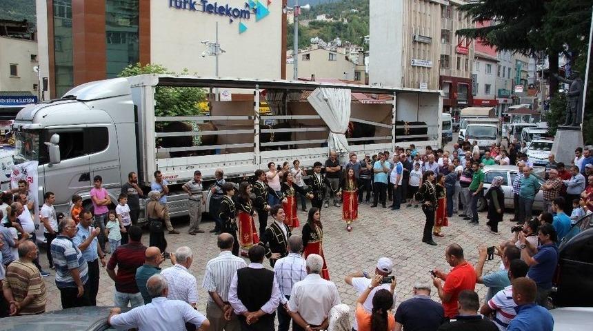 Ege&rsquo;nin Boğaları İle Karadeniz&rsquo;in Boğaları Dostluk İ&ccedil;in G&uuml;reşecek