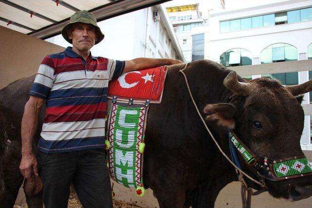 Ege&rsquo;nin Boğaları İle Karadeniz&rsquo;in Boğaları Dostluk İ&ccedil;in G&uuml;reşecek 2