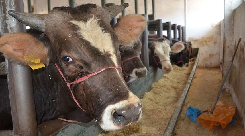 Yetiştiriciler Kurban Bayramı&rsquo;ndan Umutlu