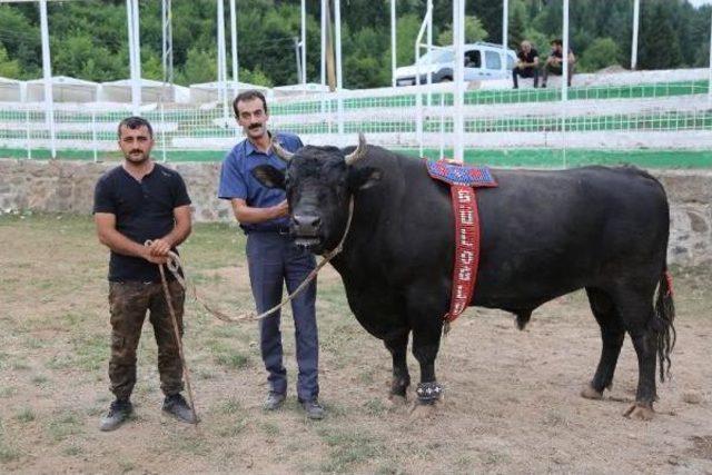 Kafkasör'de Güreşecek Boğalar Boynuz Kontrolünden Geçirildi