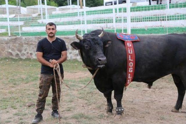 Kafkasör'de Güreşecek Boğalar Boynuz Kontrolünden Geçirildi