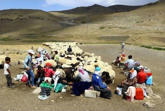 Koyun Banyosu Yaylacıları Sevindirdi